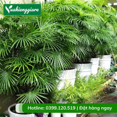 Cây mật cật