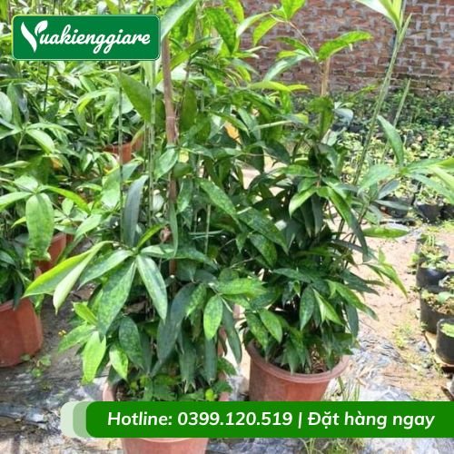 Cây trúc nhật