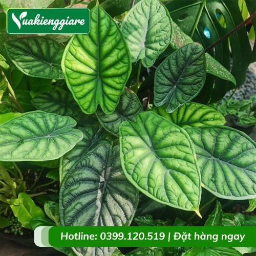 Cây rồng xanh