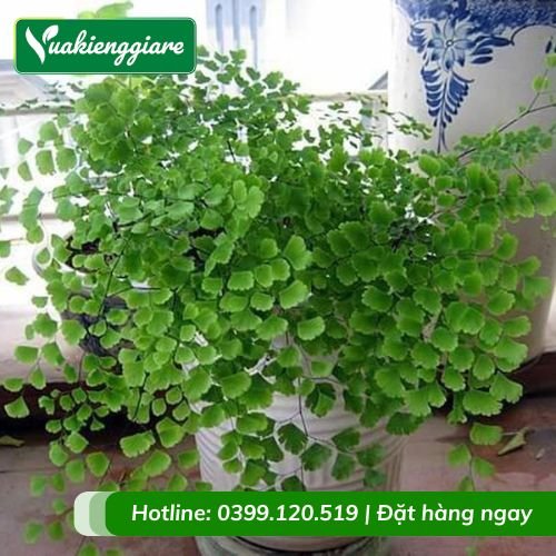 Cây tóc thần vệ nữ