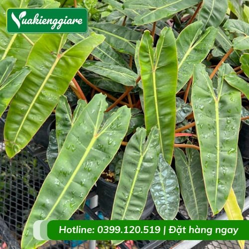 Cây hồng hạc cuống cam