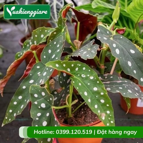 Cây thu hải đường lá đốm