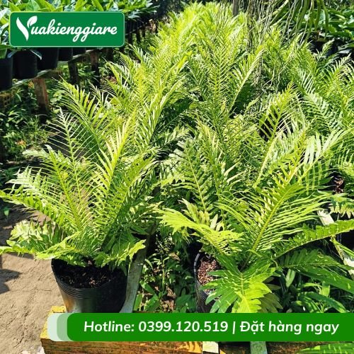 Cây dương xỉ hạnh phúc