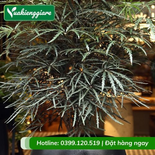 Cây khổng tước