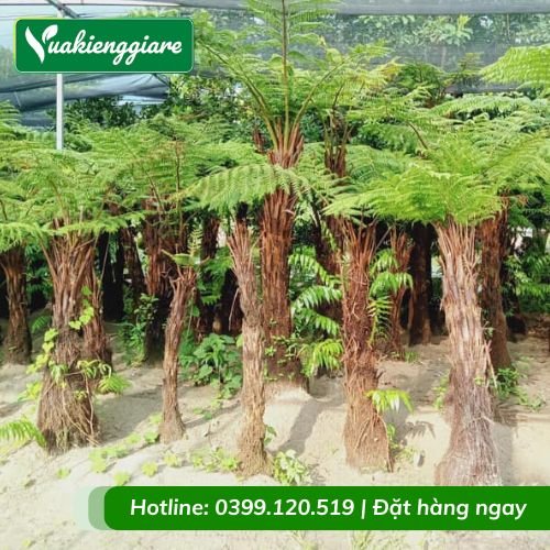 Cây dương xỉ cổ đại