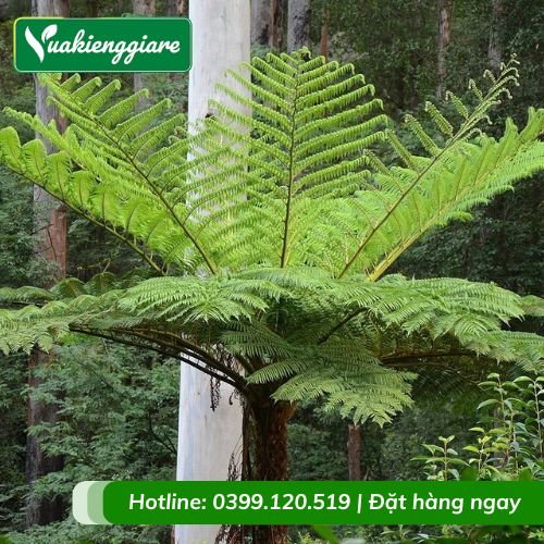 Cây dương xỉ thân gỗ