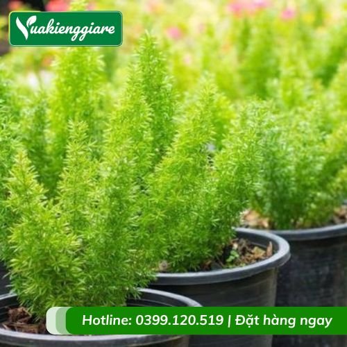 Cây trúc đuôi chồn