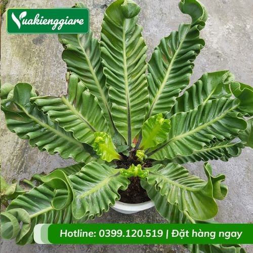 Cây dương xỉ phúc lộc