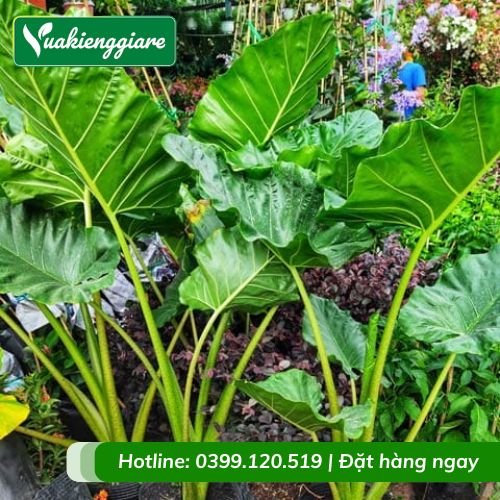 Cây ráy cảnh