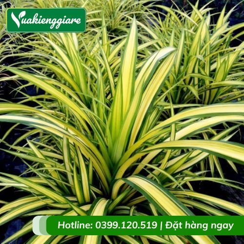Cây dứa sọc vàng
