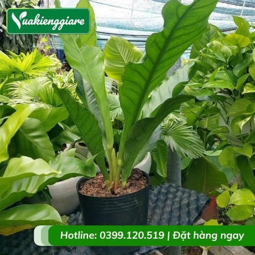 Cây ráng tiền ráng đại đế
