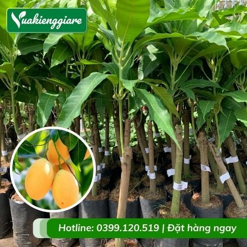 Cây xoài cát (cây giống)