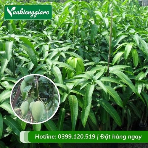 Cây xoài đài loan (cây giống)