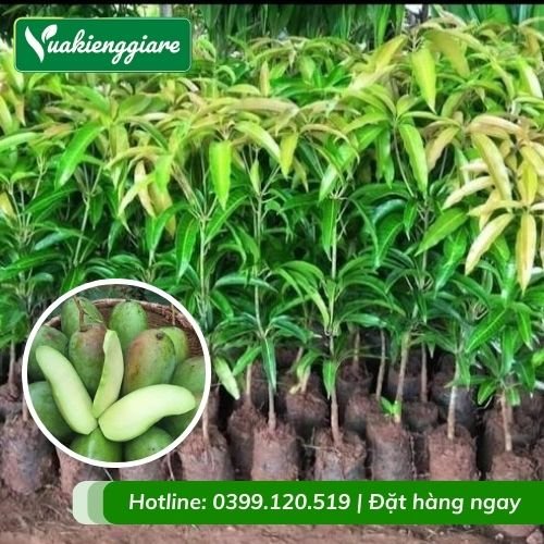 Cây xoài thái (cây giống)