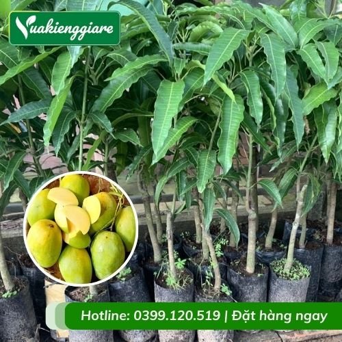 Cây xoài tứ quý (cây giống)