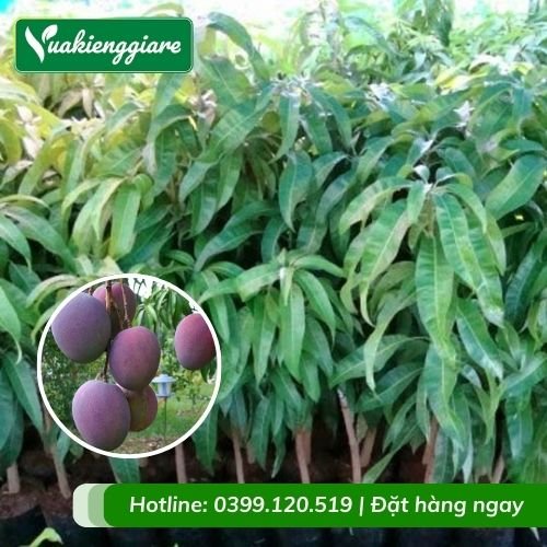 Cây xoài tím (cây giống)