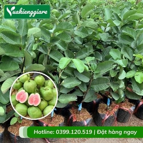 Cây ổi ruby ruột đỏ (cây giống)