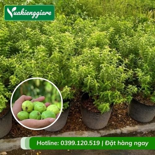 Cây ổi sẻ (cây giống)