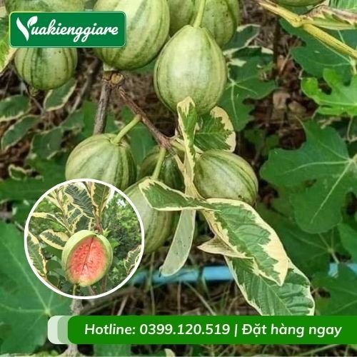 Cây ổi cẩm thạch (cây giống)