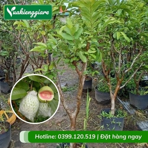 Cây ổi tân châu (cây giống)