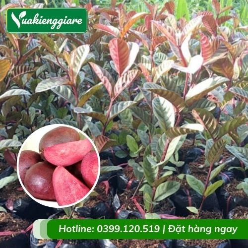Cây ổi tím (cây giống)