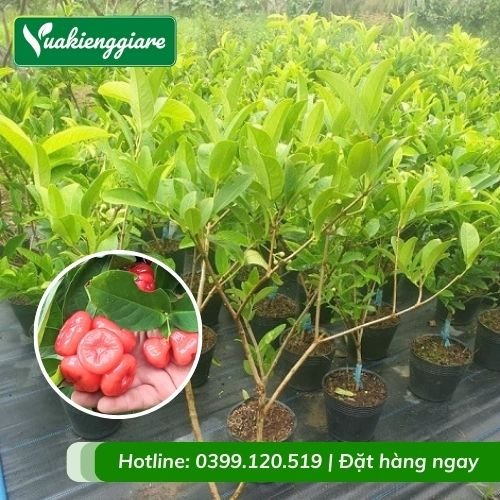 Cây mận hoàng yến (cây giống)