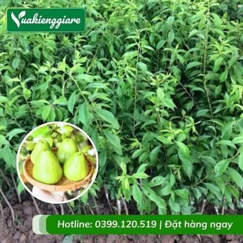 Cây mận xanh tam hoa (cây giống)