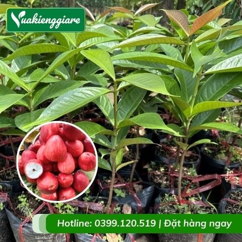Cây mận điều đỏ miền tây (cây giống)