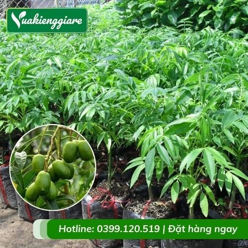 Cây cóc thái (cây giống)