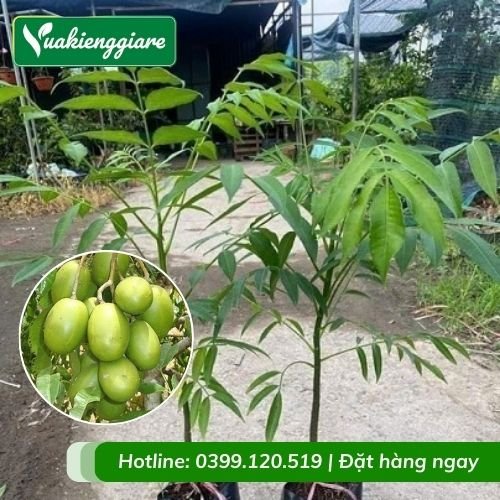 Cây cóc cồ – cóc ta (cây giống)