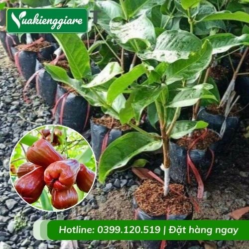 Cây mận hồng sóc trăng (cây giống)