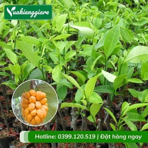 Cây mít tố nữ (cây giống)