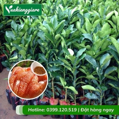 Cây bưởi da xanh ruột hồng (cây giống)