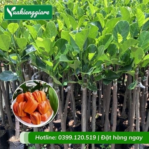 Cây mít ruột đỏ inđo (cây giống)
