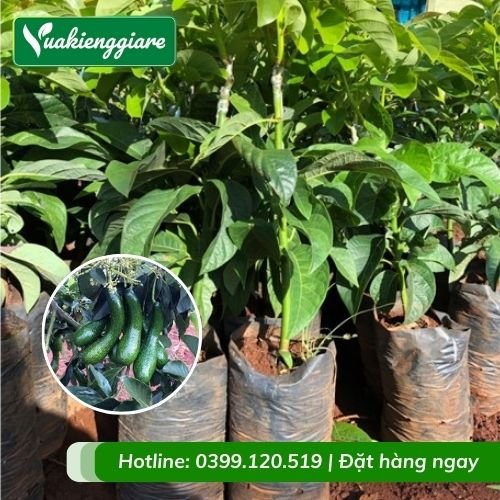 Cây bơ 034 (cây giống)