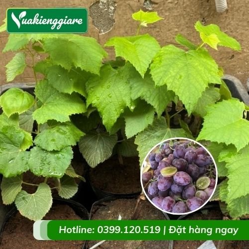 Cây nho kẹo (cây giống)
