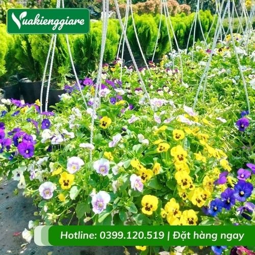 Hoa Viola – Hoa Cánh Bướm Pansy
