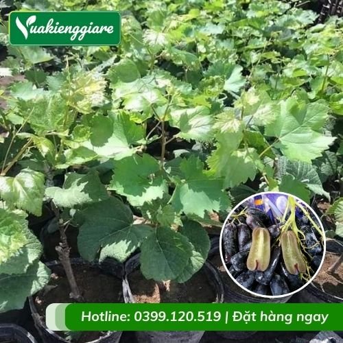 Cây nho ngón tay (cây giống)