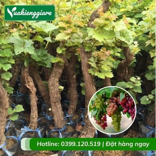 Cây nho ninh thuận (cây giống)