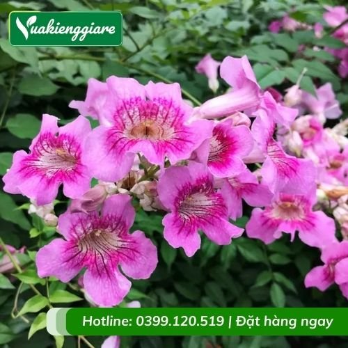Cây hồng leo thiên hương leo giàn