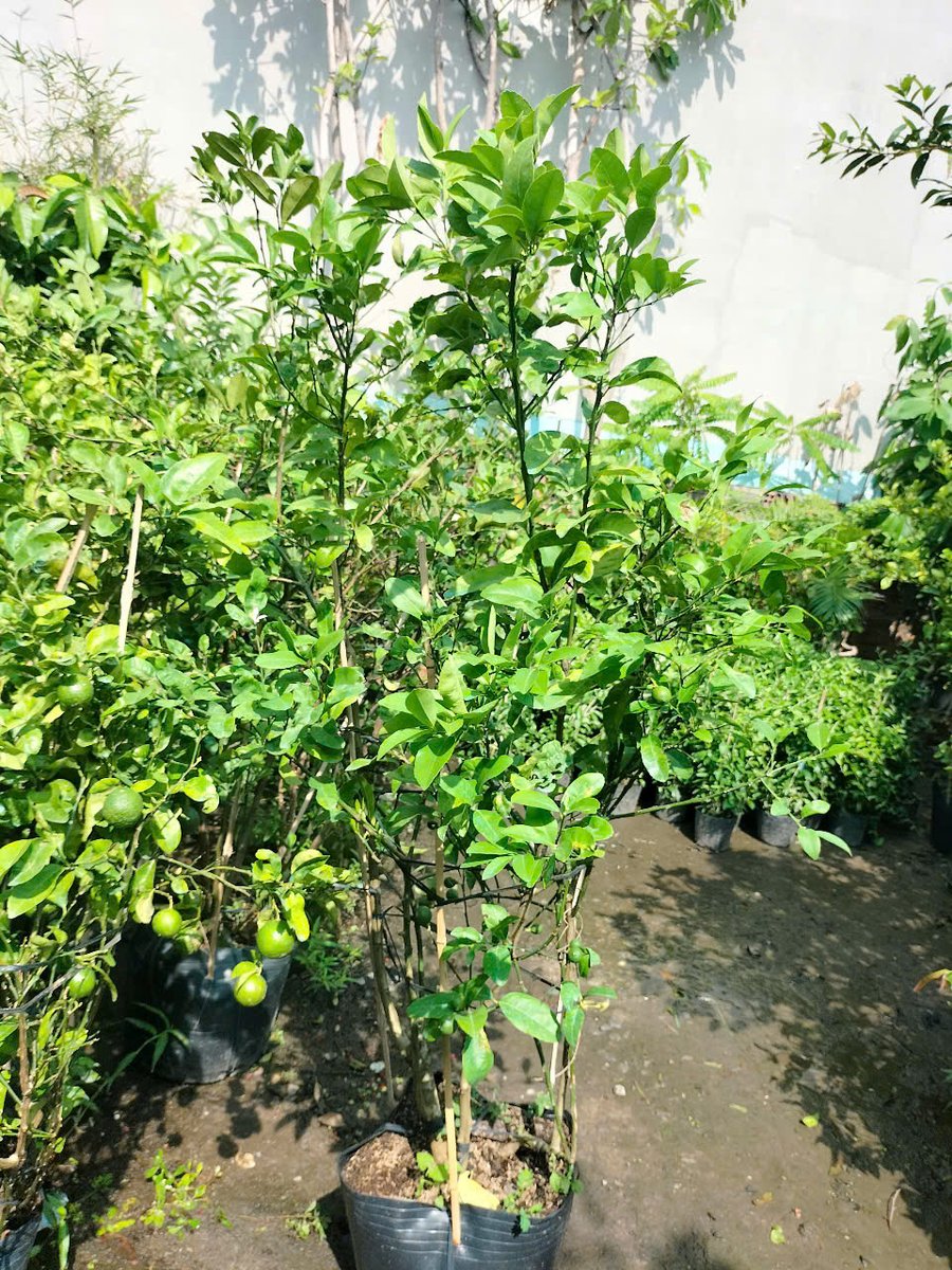 Cây chanh giấy trồng chậu