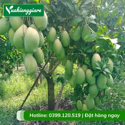 Cây Xoài Cát Gốc To Cao 3m