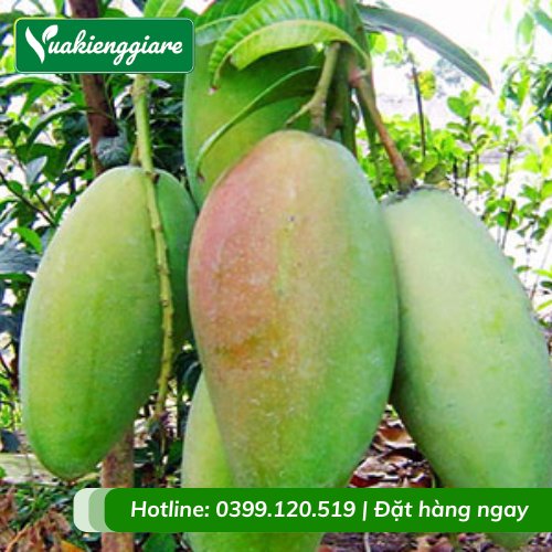 Cây Xoài Tứ Quý Trưởng Thành