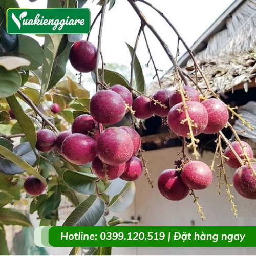 Cây nhãn tím trồng chậu có trái