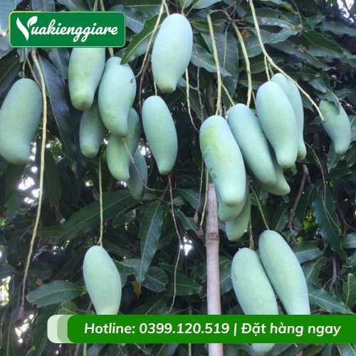 Cây Xoài Thái Gốc To