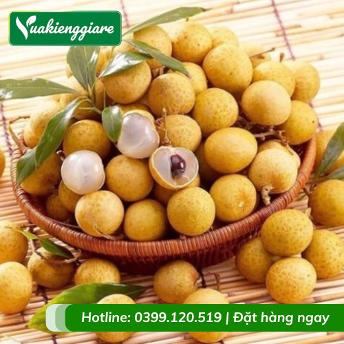 Cây Nhãn Tiêu Thân Lớn Trồng Chậu