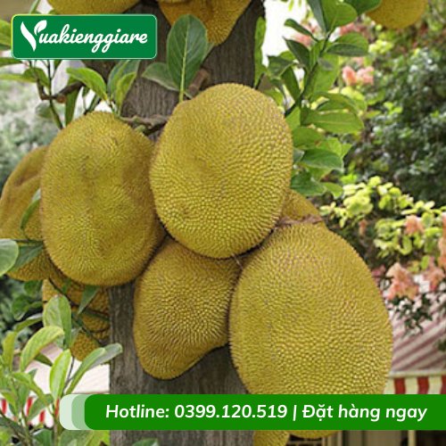 Cây Mít Ruột Đỏ Trưởng Thành Chuẩn Bị Có Trái