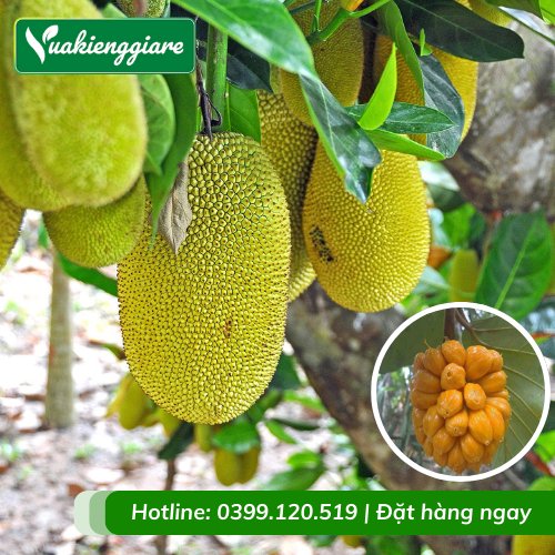 Cây Mít Tố Nữ Trưởng Thành