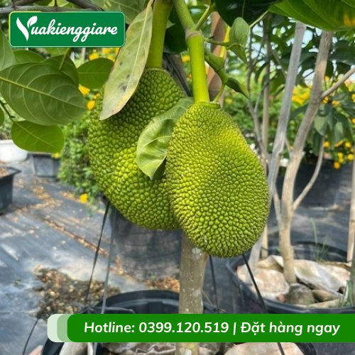 Cây Mít Thái Trồng Chậu Trưởng Thành Gốc To