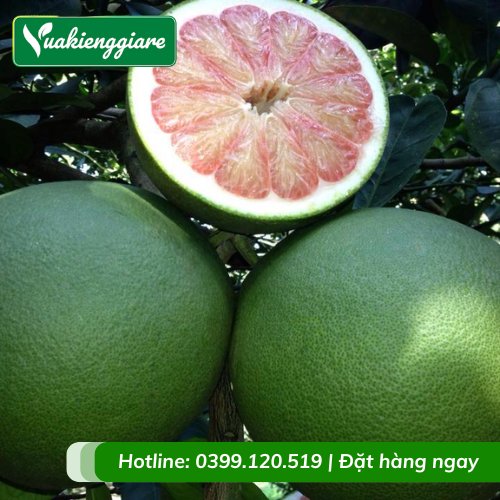 Cây Bưởi Da Xanh Có Trái
